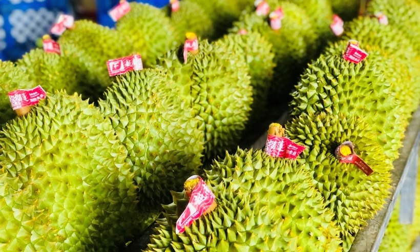 Chưa công bố nguyên nhân 30 lô sầu riêng xuất khẩu sang Trung Quốc bị nhiêm cadimi do chưa có kết quả. Ảnh minh họa.