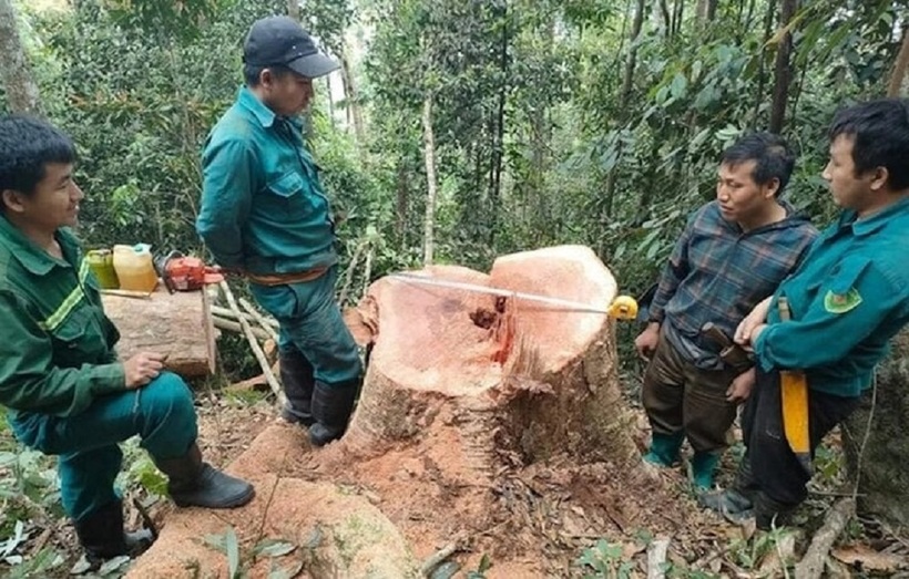 Tin thời sự nóng mới nhất ngày 15/4/2024: Biên phòng mật phục bắt 5 đối tượng phá rừng ở biên giới. Ảnh: Người lao động