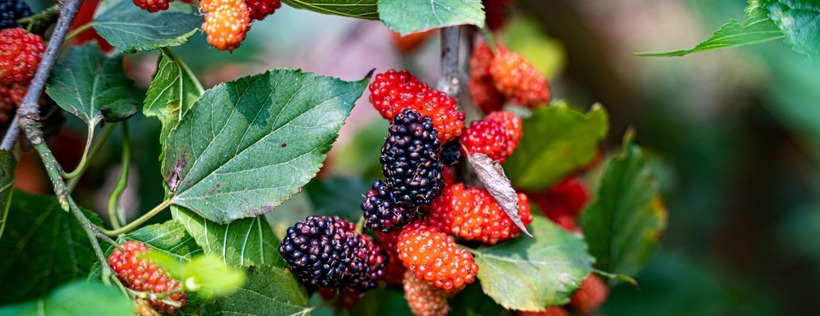 Nhiều người cho rằng việt quất là loại quả chứa nhiều flavonoid nhưng thực tế, chất flavonoid trong dâu tằm cao hơn việt quất. Flavonoid có thể bảo vệ sức khỏe của trái tim. Ảnh minh họa