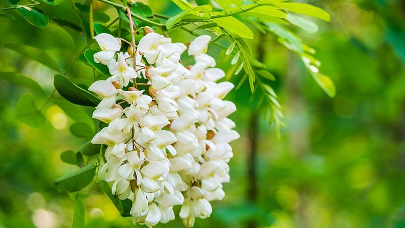 Bạn có nên uống nước hoa hòe mỗi ngày?