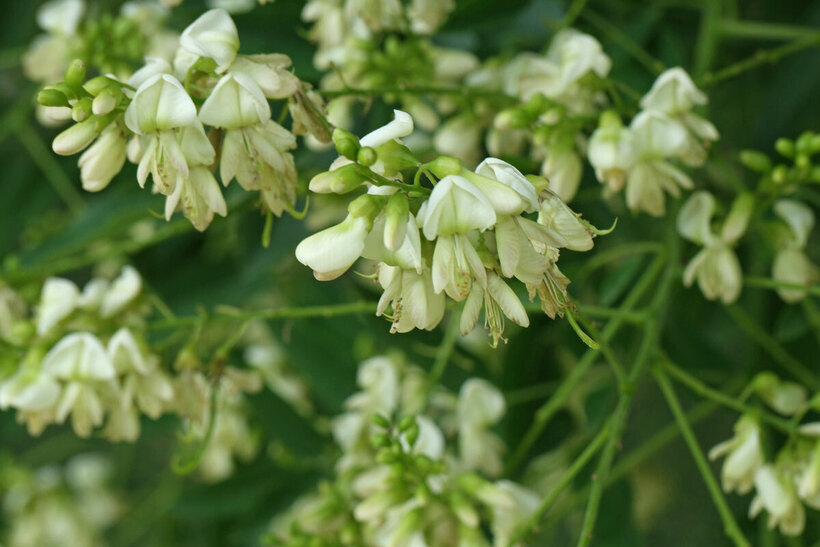 Bạn có nên uống nước hoa hòe mỗi ngày?