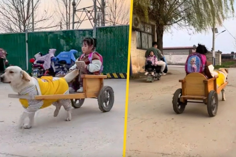 Cô bé vui vẻ khi được chú chó cưng đưa rước. Ảnh: SCMP