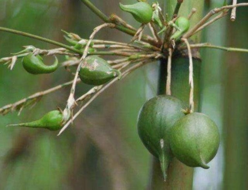 Để ăn được tre lê không chỉ bạn phải có tiền mà còn phải kèm theo sự rất may mắn. Ảnh: VietNamNet