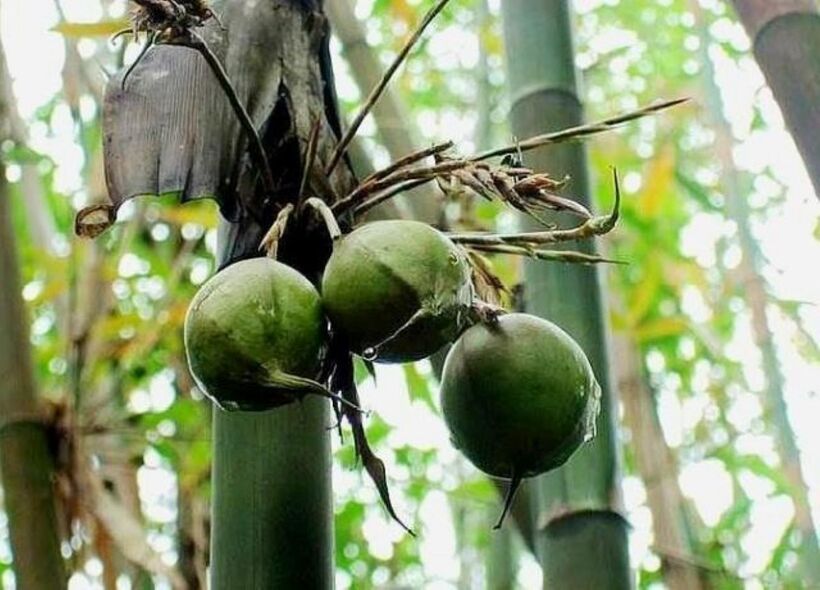 Nhìn bề ngoài của quả tre lê rất bình thường nhưng đây lại là 1 loại trái cây đắt đỏ. Ảnh: Dân Việt