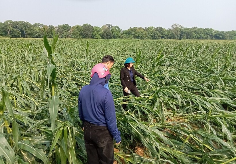Sau trận lốc xoáy kinh hoàng, người dân ra cánh đồng ngô chết lặng khi thấy toàn bộ diện tích ngô đổ rạp, cây cối gãy đổ, hoa màu dập nát.