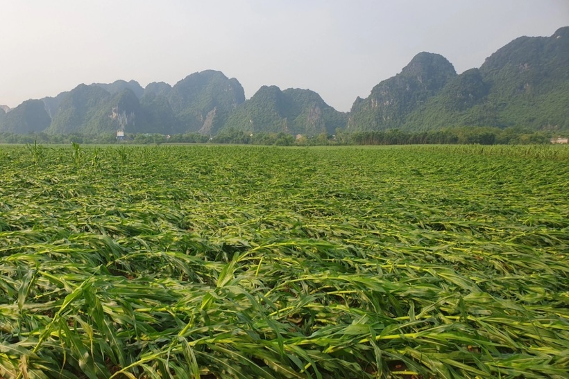 "Diện tích lúa bị lốc xoáy gây đổ dập tại xã Đức Sơn của chúng tôi gây thiệt hại nặng nề nhất từ trước tới nay...", một cán bộ xã Đức Sơn nói