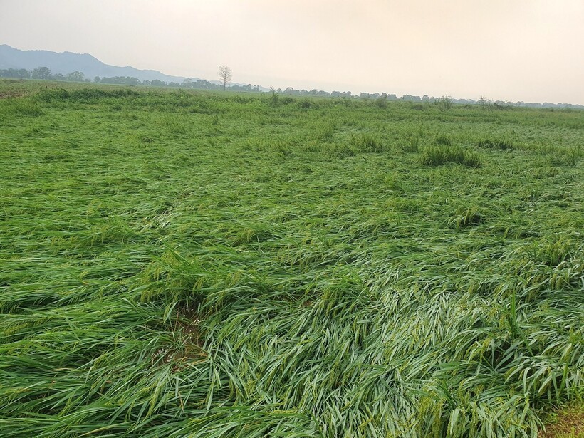 Theo thống kế của địa phương, thiệt hại nặng nề nhất là xã Đức Sơn có hơn 170ha ngô bị thiệt hại hoàn toàn. Bên cạnh đó, có hơn 10ha lúa, 200ha rừng, 5ha bí xanh cũng chịu thiệt hại nặng nề.