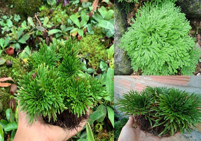 Cây trường sinh thảo