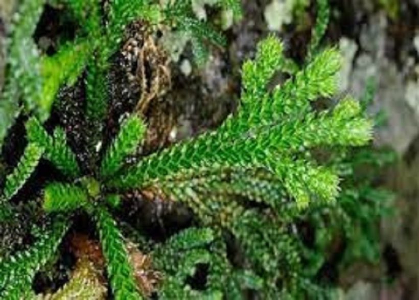 Cây trường sinh thảo có tác dụng trong việc chữa bệnh
