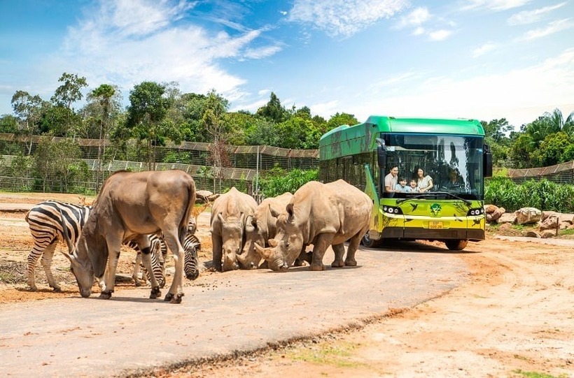 Các loài động vật được thả tự do trong môi trường bán hoang dã ở khu vực Safari