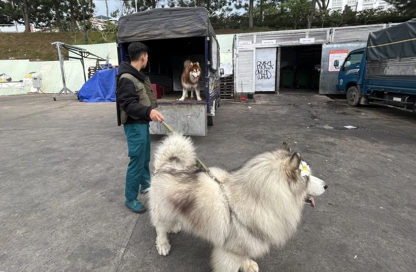 Lực lượng chức năng đã lập biên bản, đưa bốn con chó Alaska về phường. Ảnh: Pháp luật TP.HCM.
