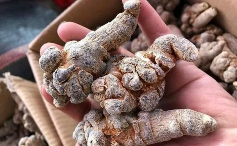 Cây tam thất chỉ mọc duy nhất một cụm hoa hình cầu dẹt, khi chín có màu đỏ và hạt màu trắng. Ảnh minh họa