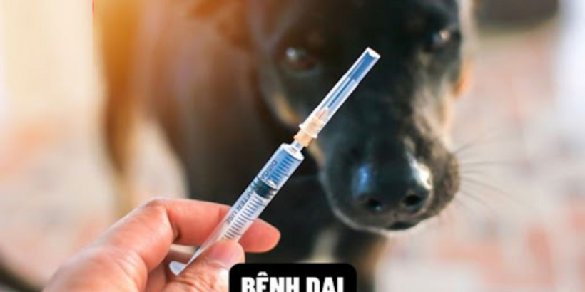 Gần đây số ca tử vong do bệnh dại gia tăng. Ảnh minh họa