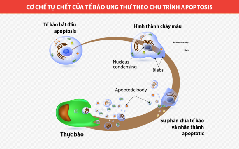 Dinh dưỡng lành mạnh chứa Fucoidan giúp phòng ngừa ung bướu hiệu quả! - 2