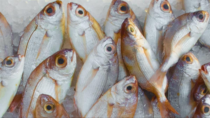 Vi khuẩn Vibrio vulnificus còn được gọi là "sát thủ đại dương".