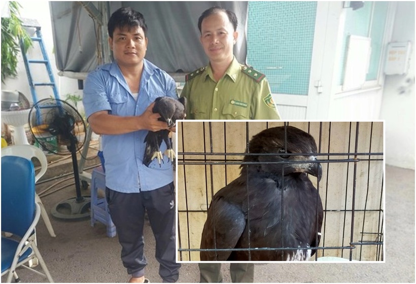 Kiểm lâm TP.HCM đã tới tiếp nhận, đưa con chim về chăm sóc, cứu hộ theo quy định. (Ảnh: Báo Pháp luật TP.HCM)