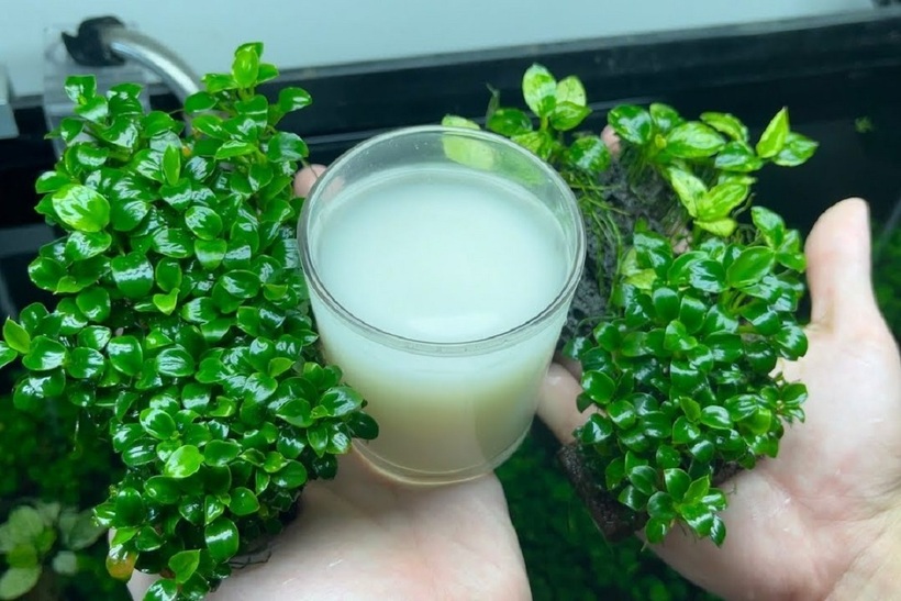 Nên dùng nước vo gạo tươi, không nên để qua đêm.