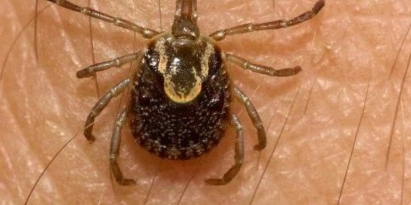 Hình ảnh ấu trùng của mò Leptothrombidium.
