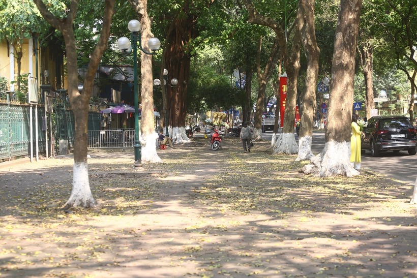 Khu vực phố Phan Đình Phùng vắng bóng những "nàng thơ" thả dáng chụp ảnh dù đang trong mùa lá rụng. Ảnh: Tiền Phong