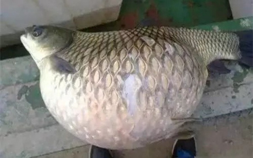 Cá có phần bụng phình to thường không còn chất, thịt bở, mùi tanh nồng và chứa nhiều vi khuẩn. Ảnh minh họa