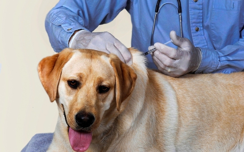 Người dân cần tiêm phòng đầy đủ cho chó, mèo nuôi và tiêm nhắc lại hàng năm theo khuyến cáo của ngành thú y. Ảnh minh họa