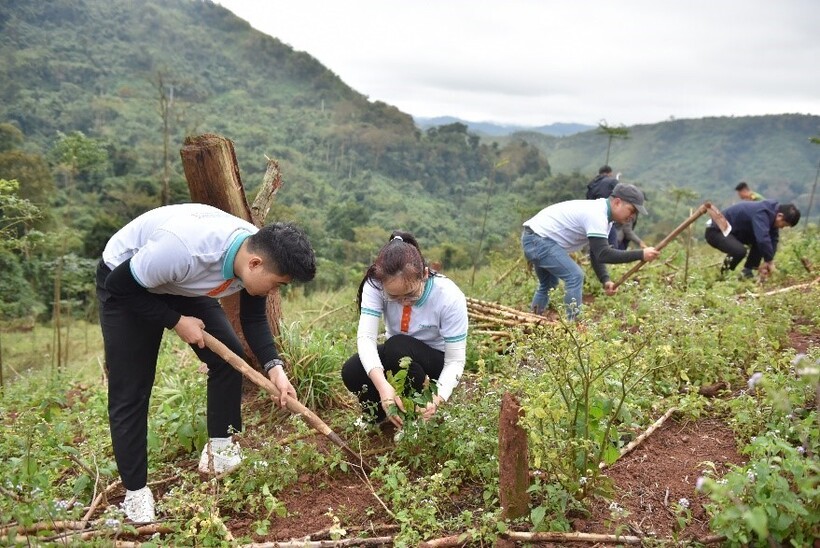 Hàng chục ngàn cây Lim, Huê sẽ góp phần phủ xanh hơn 50 ha đất rừng, đóng góp vào mục tiêu đạt 16.200 ha rừng gỗ lớn và cây bản địa vào năm 2025 của tỉnh Quảng Bình.