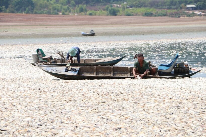Chia sẻ trên Báo Dân trí, ông Trần Văn Nghĩa (62 tuổi, người dân ấp Tân Bắc, xã Bình Minh, huyện Trảng Bom) cho biết, "Dịp lễ 30/4 và 1/5 con cháu tôi không đứa nào dám về nhà chơi vì mùi hôi thối từ cá chết bốc lên nồng nặc. Tôi và vợ đã chịu đựng mùi thối này hơn 10 ngày. Tiết trời nắng nóng, mùi hôi tanh từ cá chết càng nghiêm trọng hơn".