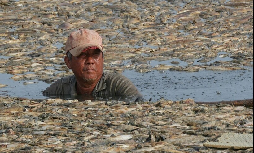 Theo đại diện Đội nuôi trồng thủy sản (Bộ Chỉ huy quân sự tỉnh Đồng Nai), những ngày gần đây Công ty TNHH một thành viên khai thác công trình thủy lợi Đồng Nai thực hiện dự án cải tạo đập thủy lợi và nạo vét hồ Sông Mây. Những ngày qua tình hình hạn hán kéo dài, mực nước xuống thấp chạm đáy, cá chết hàng loạt.