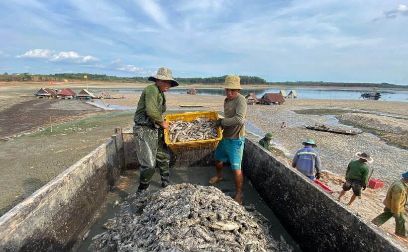 Những ngày qua đơn vị liên tục cử người vớt cá xuyên ngày đêm. Tuy nhiên, do diện tích hồ quá lớn với 200 tấn cá đã bị chết nên đơn vị không vớt kịp.