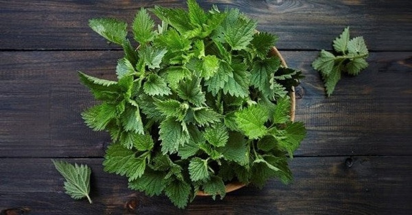 Bộ phận dùng làm thuốc của cây tầm ma là rễ và lá. Rễ cây tầm ma thường được thu hoạch vào mùa thu, khi cây đã già. Ảnh minh họa