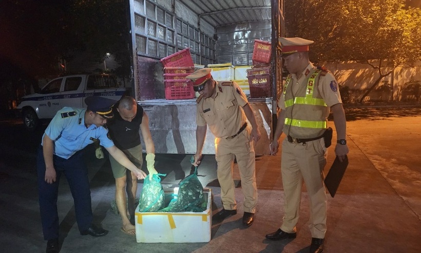 Lực lượng QLTT phát hiện trên xe có 950 kg cua cà ra dạng con đóng trong các rọ nhựa.