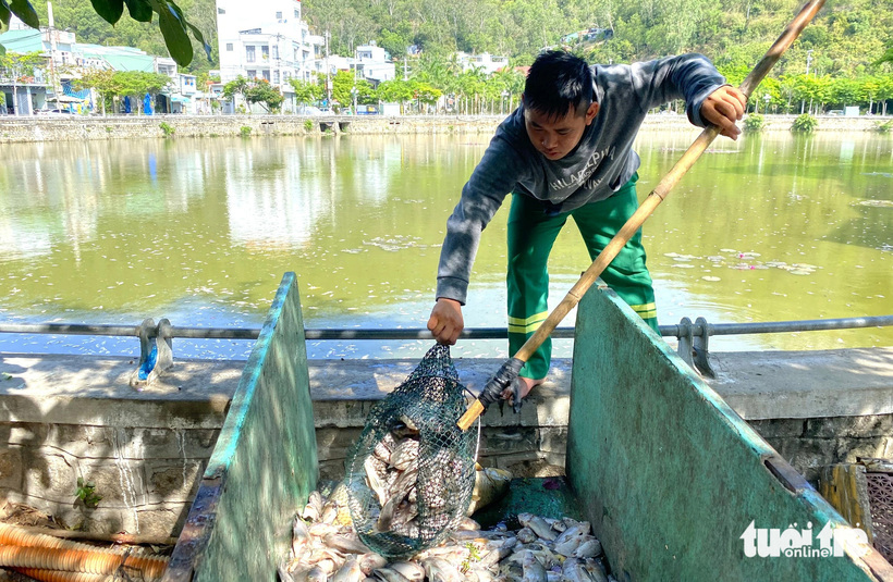 Nhân viên Công ty cổ phần Môi trường Bình Định vớt cá chết đem đi hủy. (Ảnh: Tuổi trẻ)