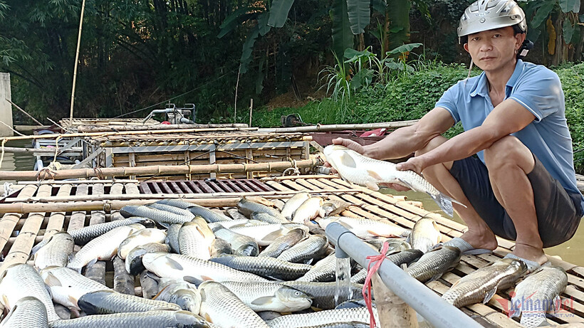 Cá nuôi lồng bị chết hàng loạt trên sông Mã. (Ảnh: VNN)