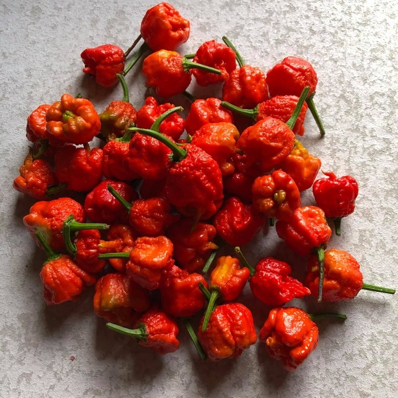 Dragon's Breath là loại ớt có vị cay nhất trần gian