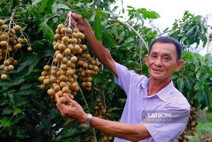 Ông Phạm Văn Lơ, Giám đốc HTX Nhãn Nhơn Nghĩa. Ảnh: Lao động