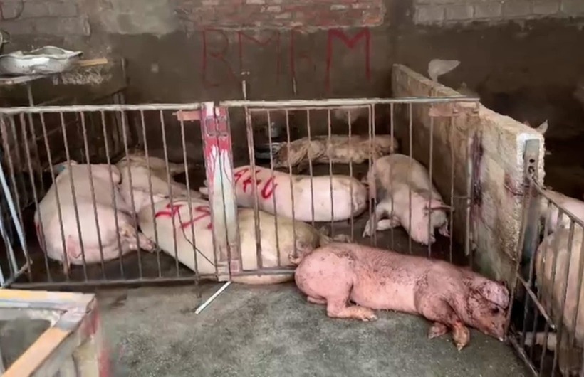 Hàng chục con lợn có triệu chứng bị bệnh với dấu hiệu xuất huyết toàn thân, da tím tái, nhợt nhạt trong khu chuồng trại của cơ sở giết mổ. Ảnh: Dân trí