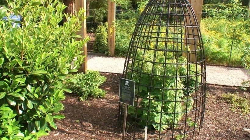 Một số cây cực độc được bảo vệ bởi lồng thép để ngăn chặn sự tiếp xúc vô tình của một số người hiếu kỳ. Đáng chú ý, khu vực cây hoang dã có nhiều loại cây độc nguy hiểm nhất đối với loài người và đã “cướp đi sinh mạng” của con người trong nhiều trường hợp.