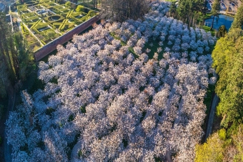 Theo Smithsonian, bà Percy cho hay muốn thử làm gì đó khác biệt với những khu vườn khác nằm rải rác ở vùng nông thôn nước Anh. Ý tưởng đầu tiên của bà là một khu vườn bào chế thuốc.