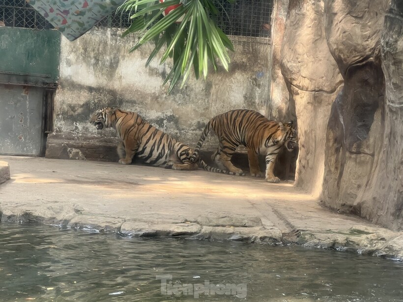 Đây là 2 chú hổ con tên Bình và Dương được sinh ra năm 2023 và lớn lên tại Thảo Cầm Viên