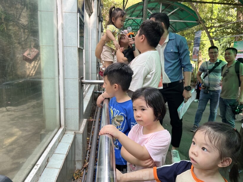 Trẻ em thích thú ngắm hai chú hổ tròn 1 tuổi qua tấm kính