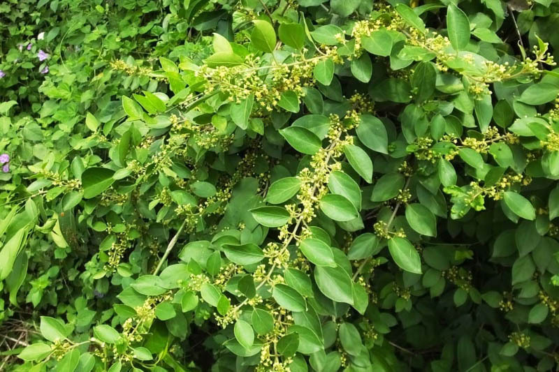 Dây thìa canh là một loại thảo mộc được phát hiện ở nước ta