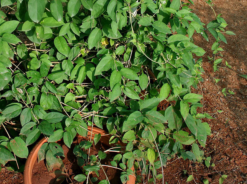 Dây thìa canh có nhiều công dụng với sức khỏe