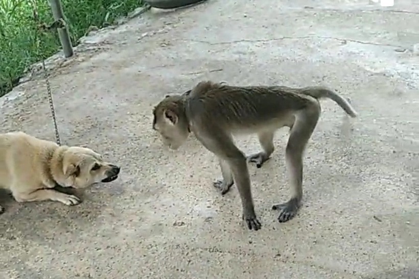 Khỉ "lạ" xuất hiện ở Nghệ An. Ảnh: Dân Trí