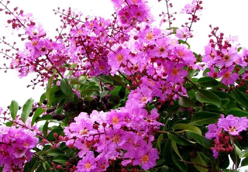 Hoa bằng lăng mỏng manh, nhẹ như xác pháo.