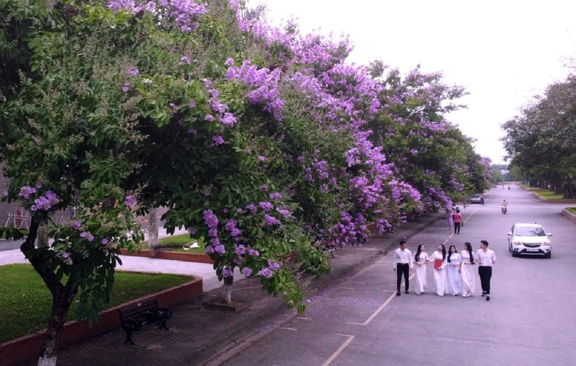 Hoa bằng lăng thường nở vào những tháng hè, thời gian mà các cô cậu học sinh chuẩn bị nghỉ hè để bước sang năm học mới.