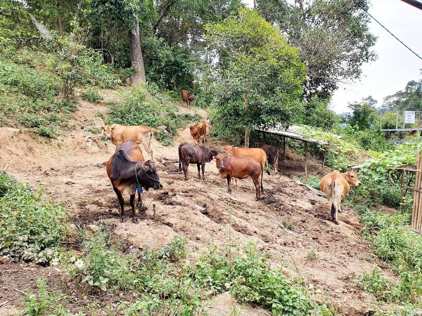 Phát triển mô hình nuôi bò - Hướng đi giảm nghèo bền vững ở tỉnh Điện Biên
