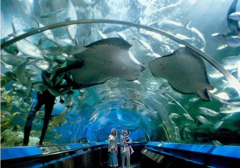 Đây là điểm đến không thể bỏ qua ở Nha Trang đối với những ai đam mê khám phá bí ẩn của đại dương và mong muốn tìm hiểu về đời sống của các sinh vật biển.