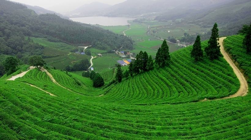 Đồi chè Đắk N'Tao.