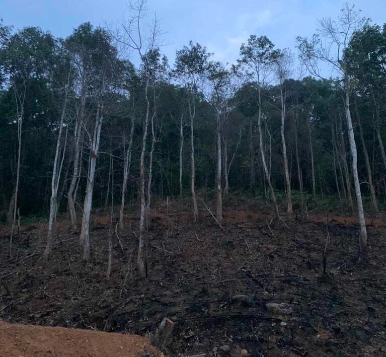 Một phần diện tích rừng bị cháy tại thôn Phú Lâm, xã Phú Gia vào tháng 4. Ảnh: Người đưa tin.