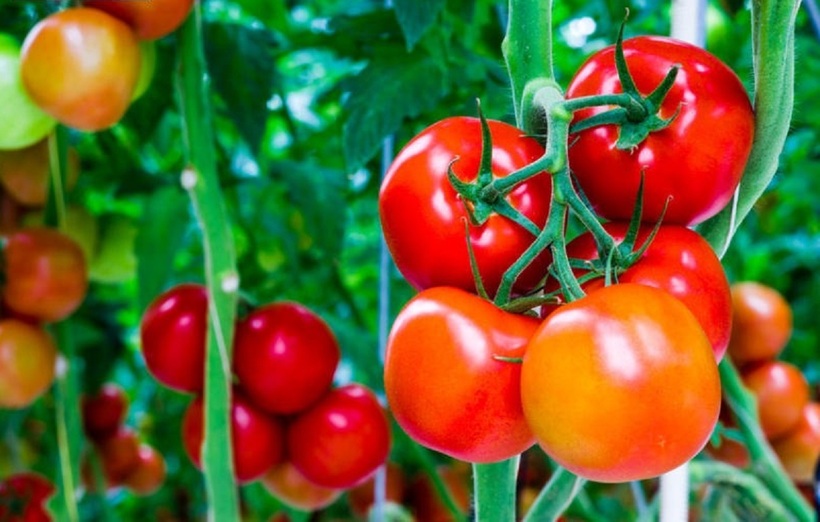 Vitamin C và các chất chống oxy hóa khác trong cà chua giúp tăng cường hệ miễn dịch.